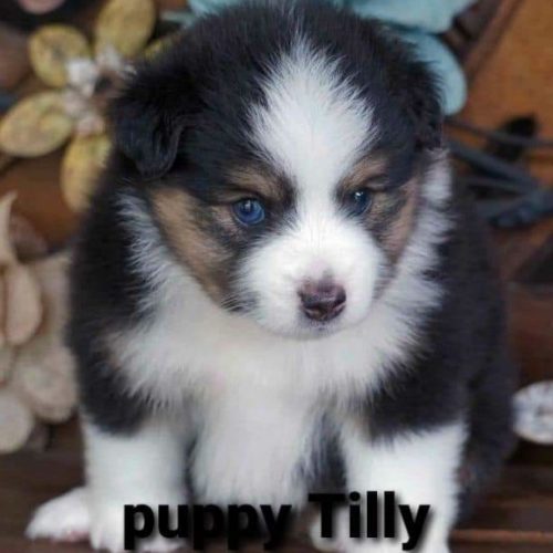 puppy tilly