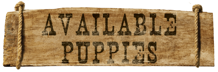 AVAILABLEPUPPIES