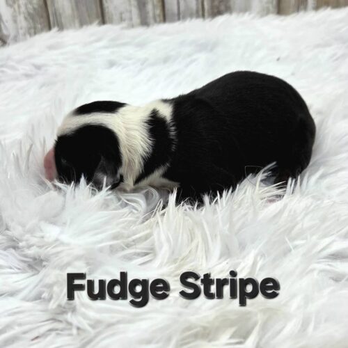Fudge Strip 1.2