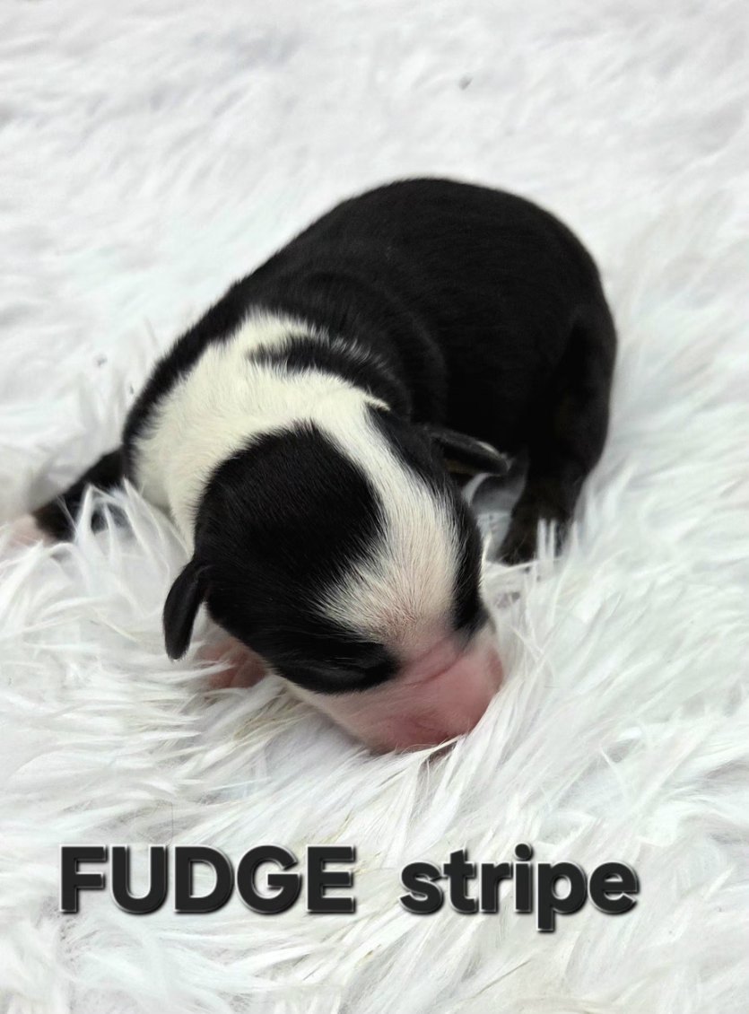 Fudge Stripe 1.1
