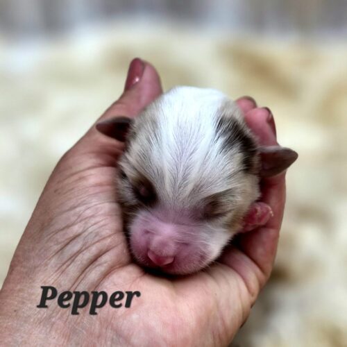 Pepper 1.3
