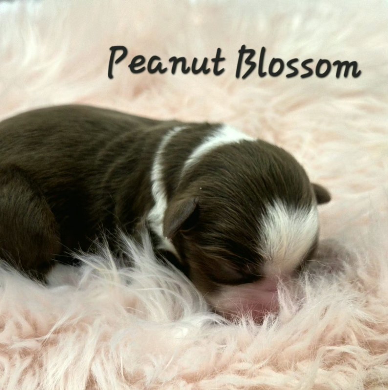 Peanut Blossom 1.1