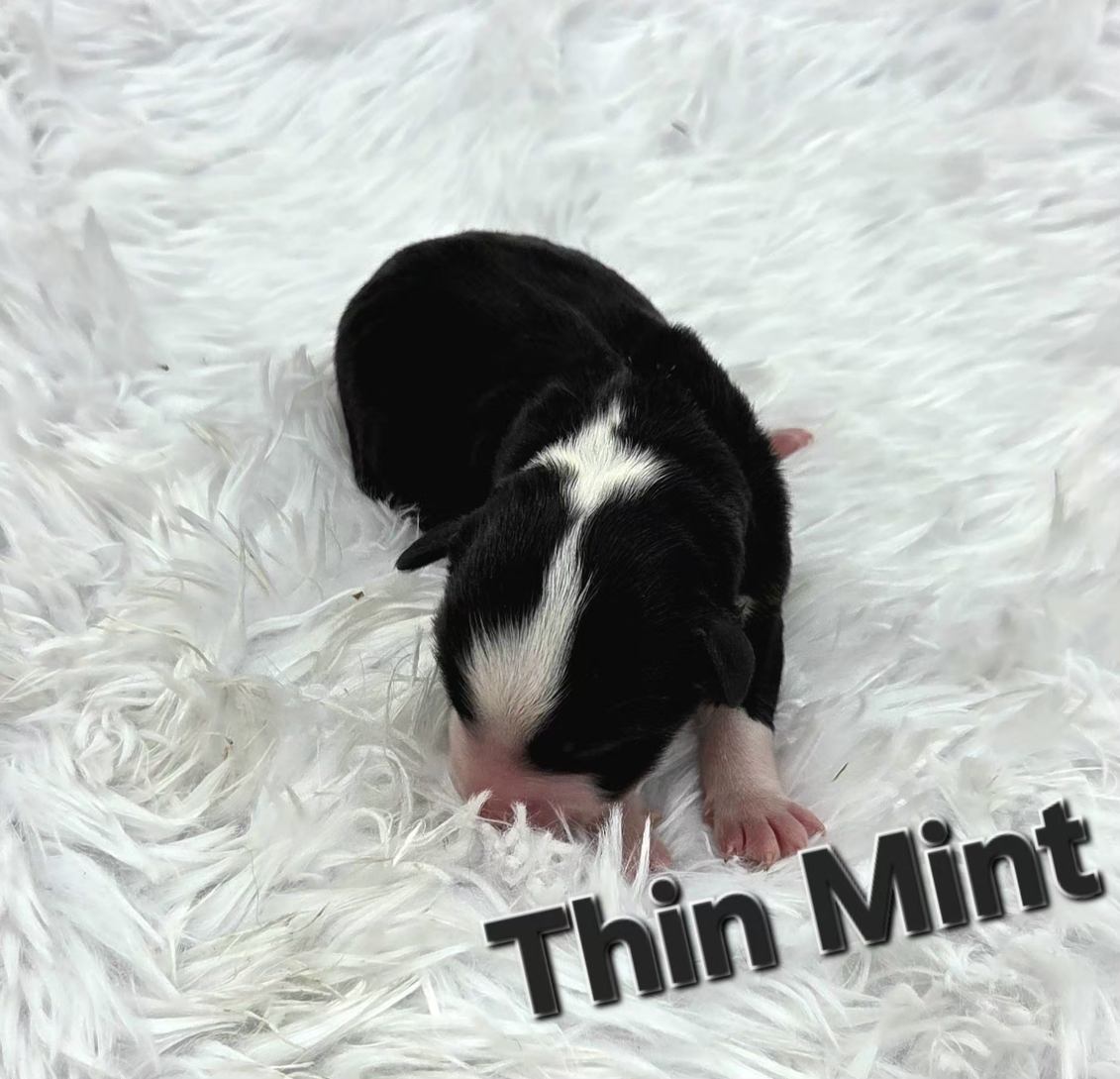 Thin Mint 1.1