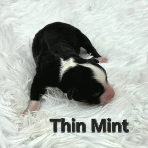 Thin Mint 1.2