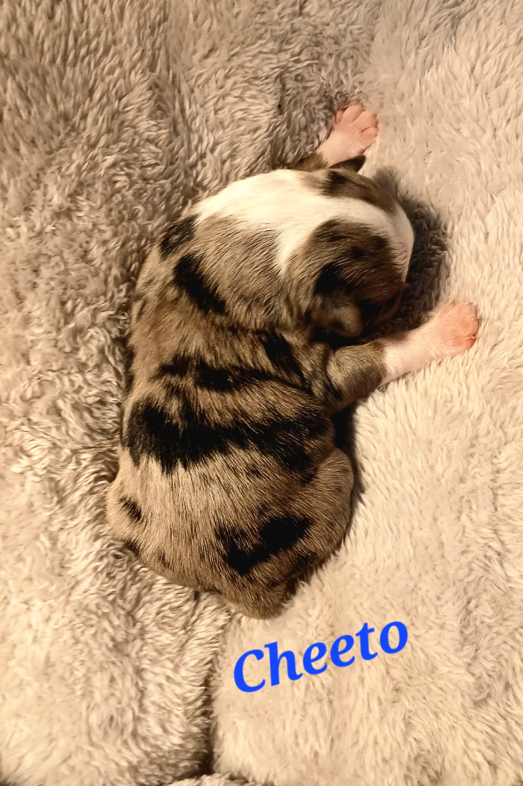 cheeto