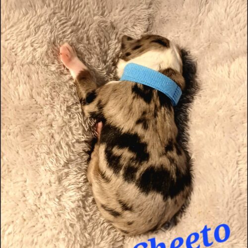 cheeto2