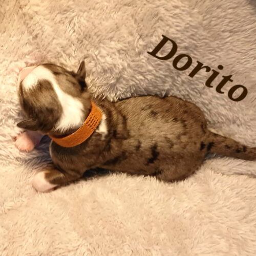 dorito2