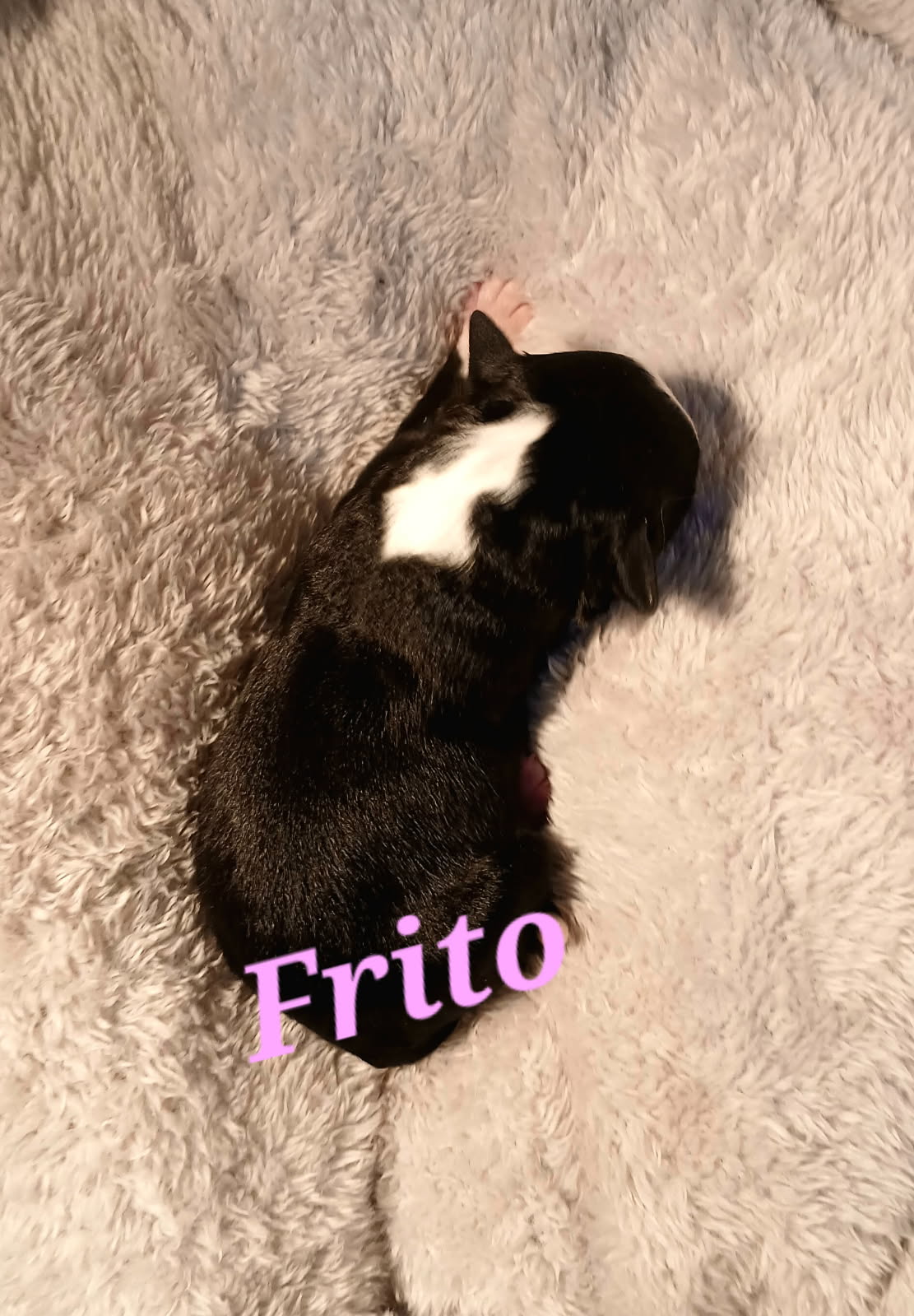 frito