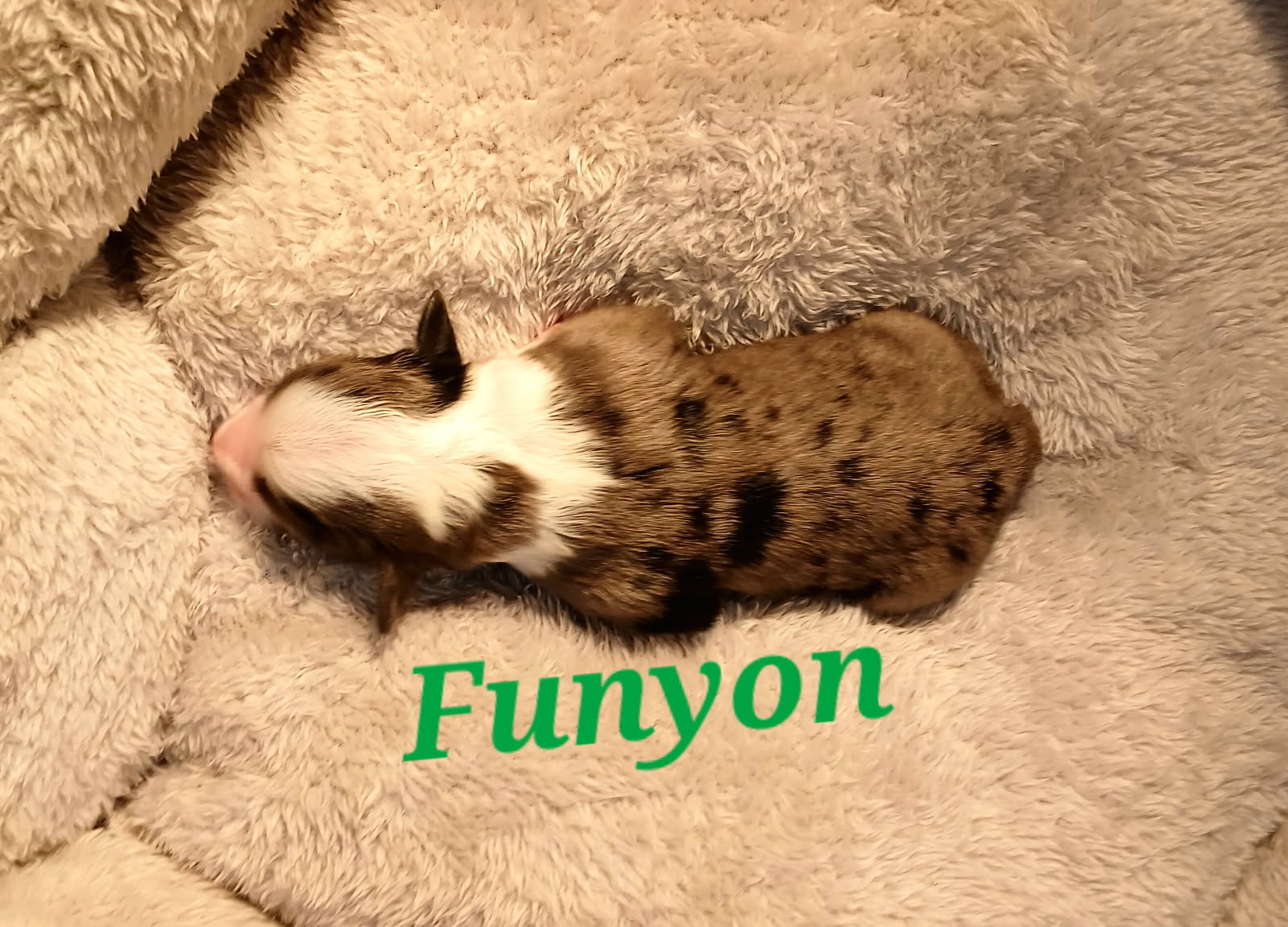 funyon