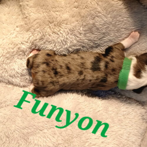 funyon2