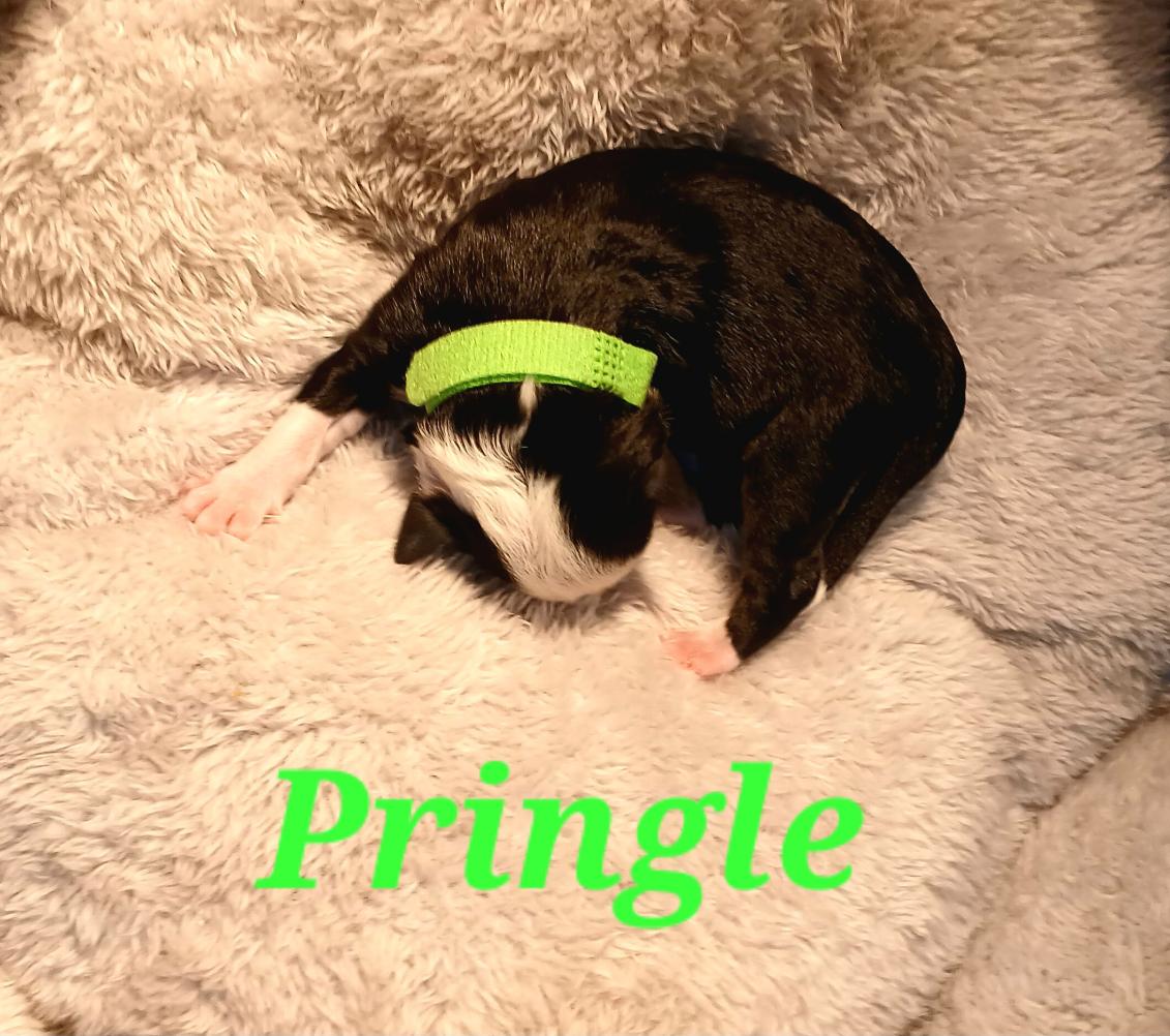 pringle2