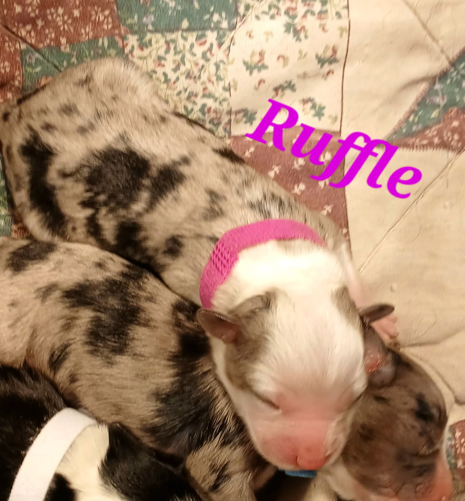ruffle