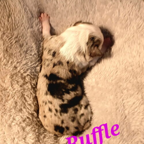 ruffle2