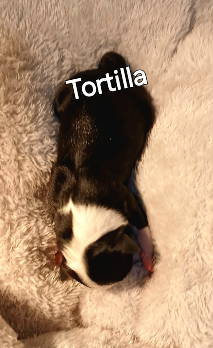 tortilla