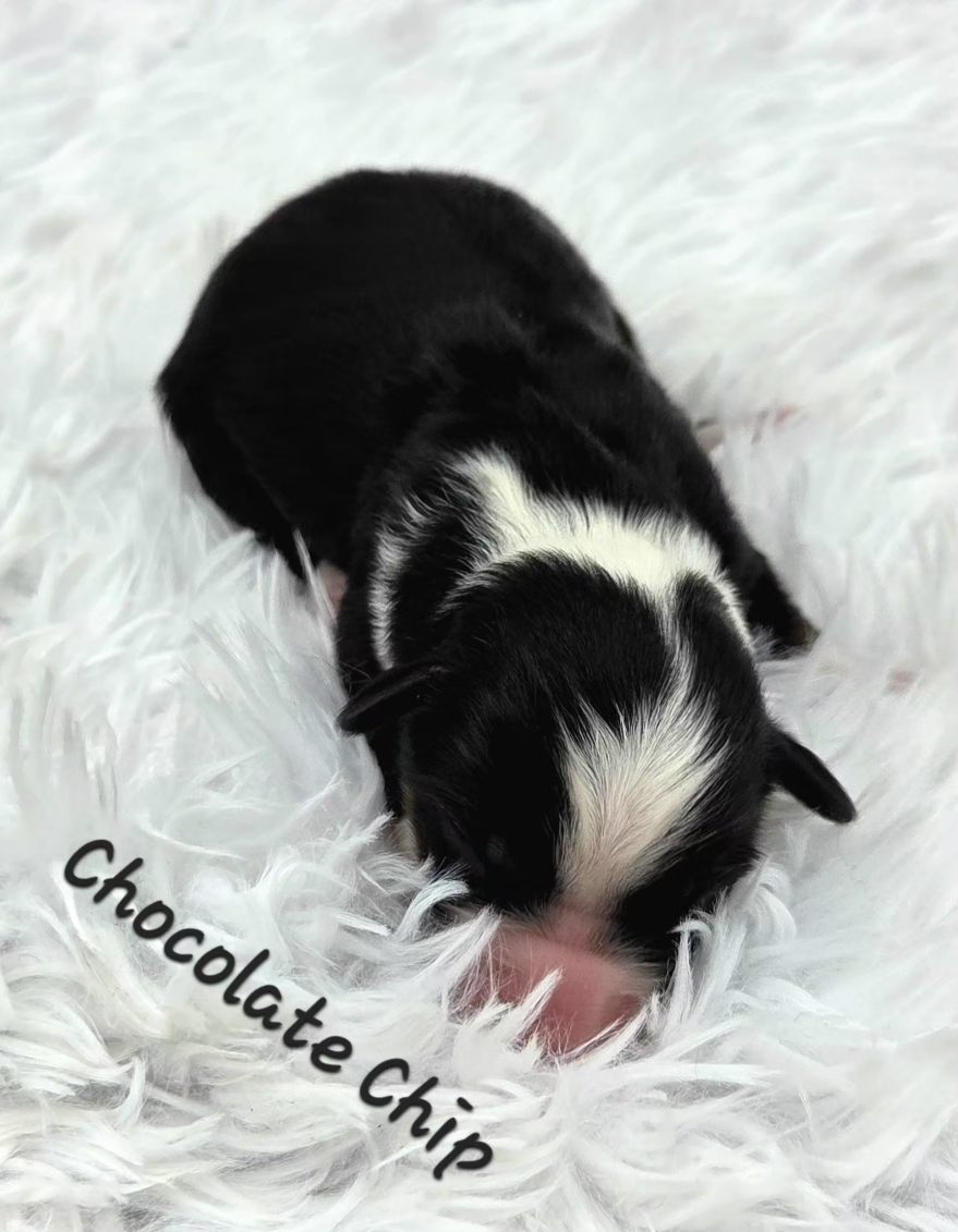 Chocolate Chip 1.1