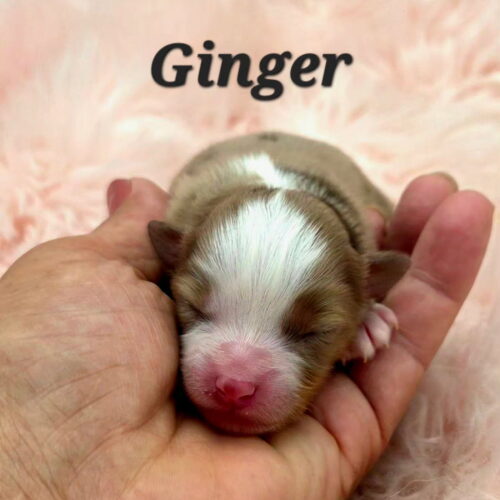 Ginger 1.2