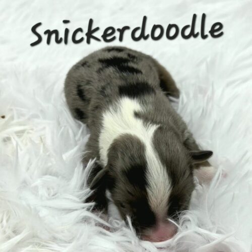 Snickerdoodle 1.2